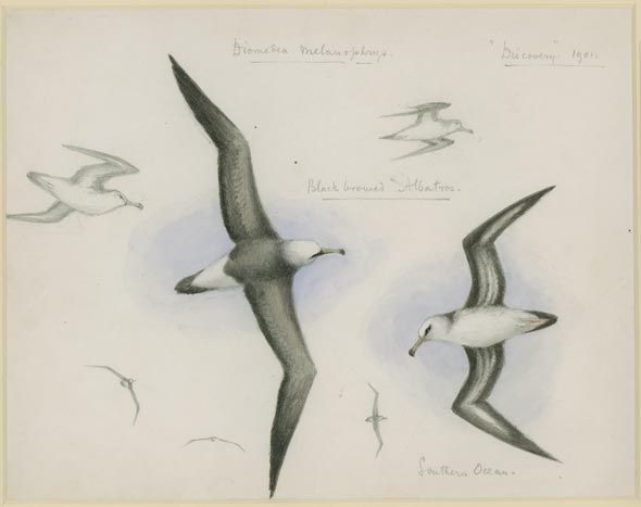 Albatross!” The legendary giant seabird | University of Cambridge