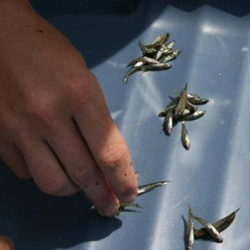 Juvenile Yellow Perch. Photo: Roger Tabor (USFWS)