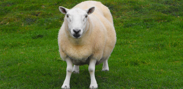 researchers design ai system to assess pain levels in sheep