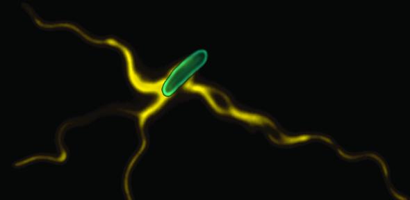 Flagellated cell, Credit: Lewis Evans