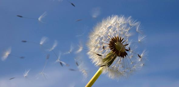 Dandelion clock