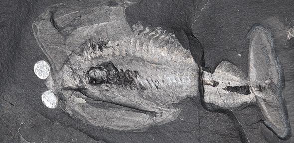 Odaraia alata, an arthropod resembling a submarine from the middle Cambrian Burgess Shale. , Credit: Jean Bernard Caron, Royal Ontario Museum