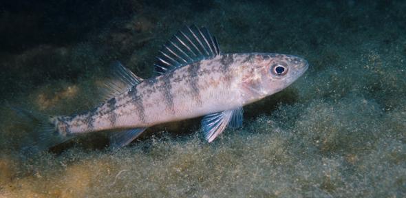Yellow Perch (juvenile) , Credit: Roger Tabor (USFWS)