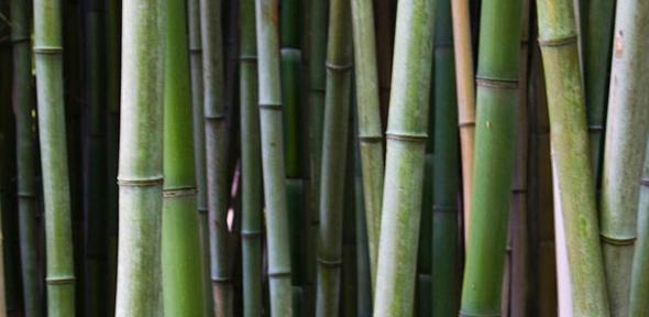 Floriography - Tree & Flower Symbolism  Bamboo-by-the-pug-father-on-flickr