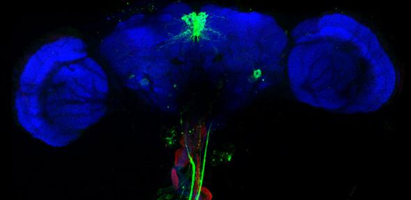 Brain gut composite, Credit: Paola Cognigni brain gut composite