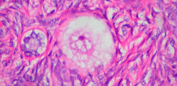 Human egg, Credit: Ed Uthman