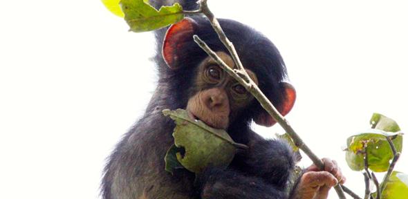 Young chimpanzee playing with branches. , Credit: Kat Koops