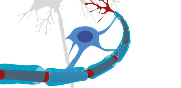 Neuron with oligodendrocyte and myelin sheath (edited), Credit: Andrew c
