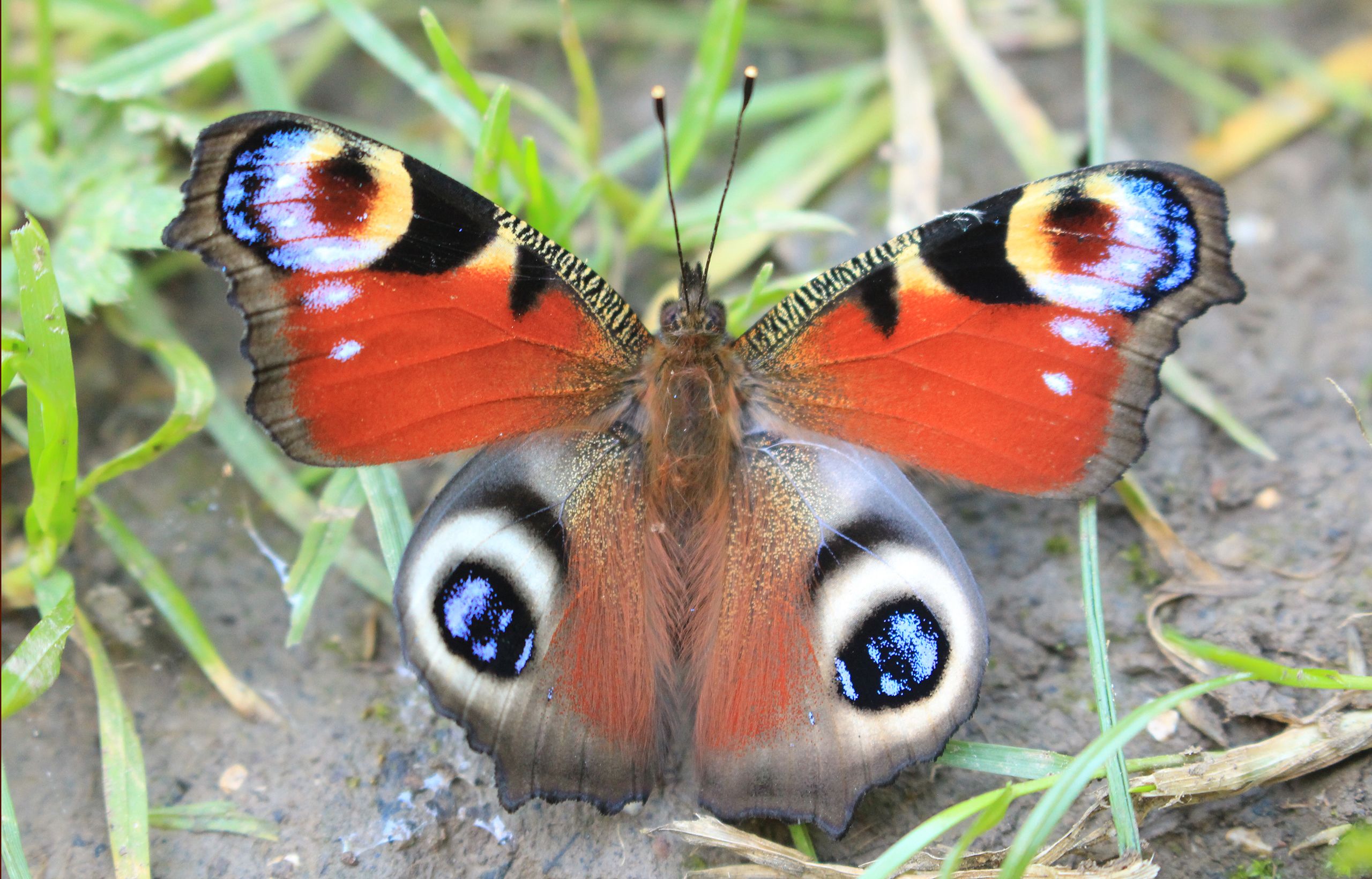 Peacock (Aglais io).  