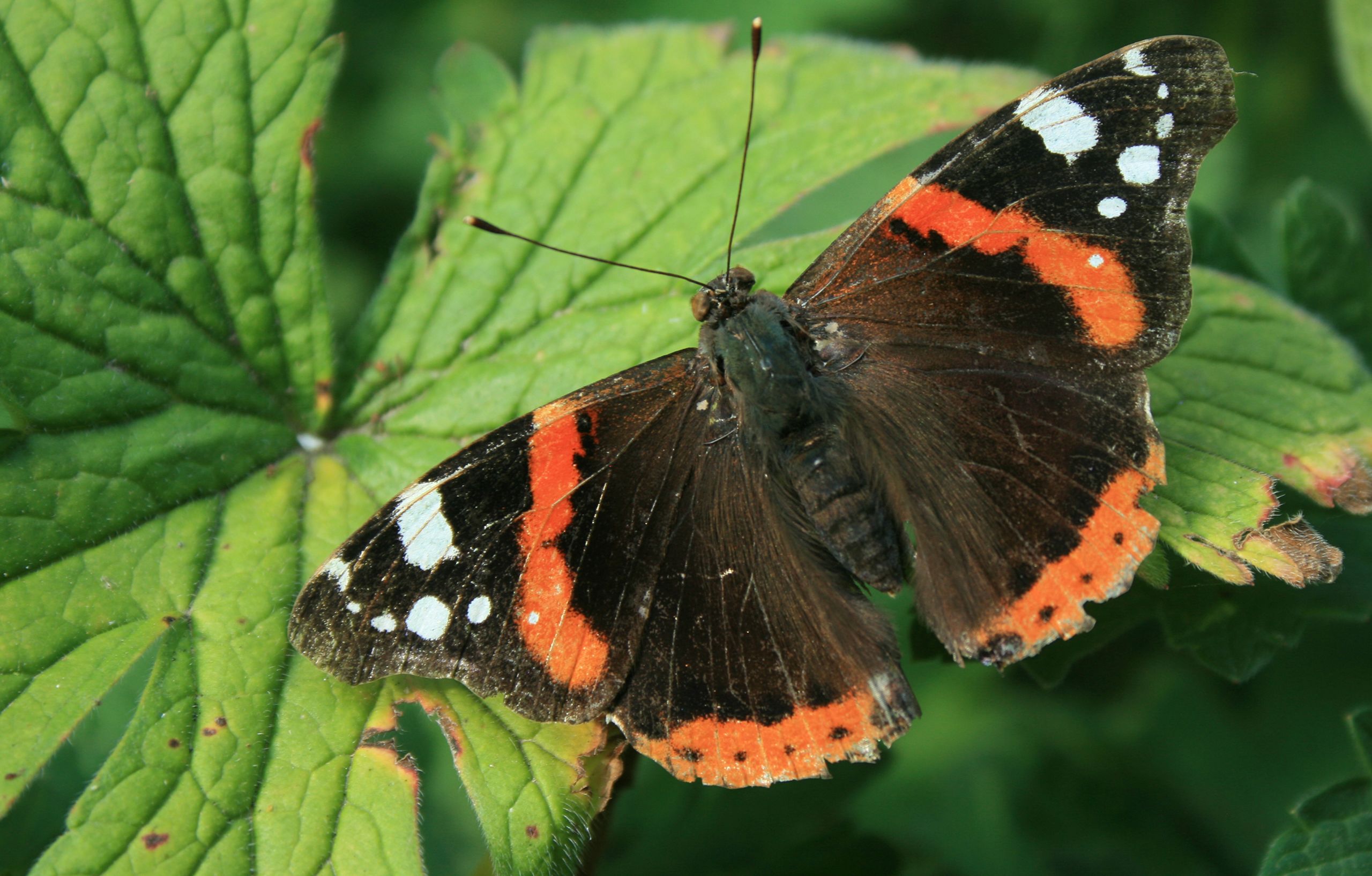 Red Admiral (Vanessa atalanta).  