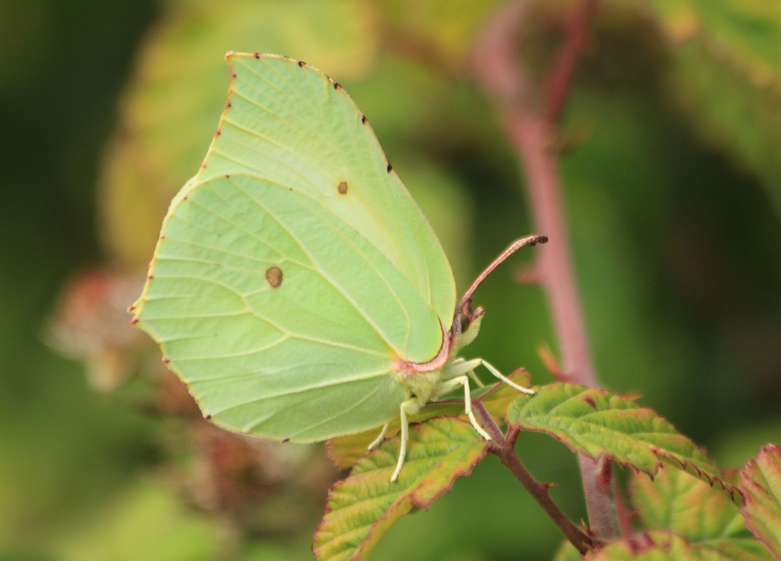 Brimstone (Gonepteryx rhamni). 