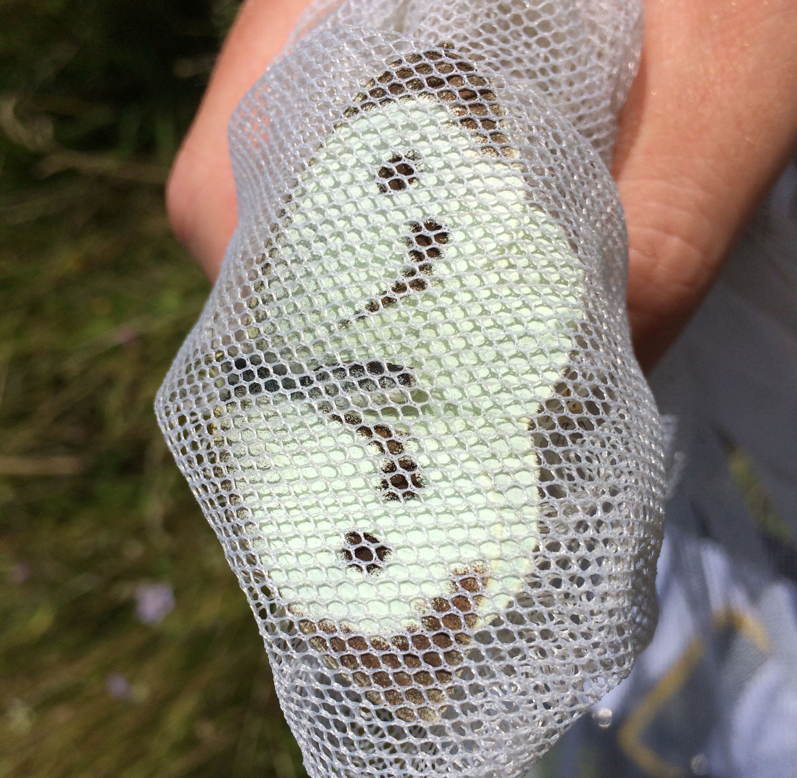 Large White (Pieris brassicae) in net. 