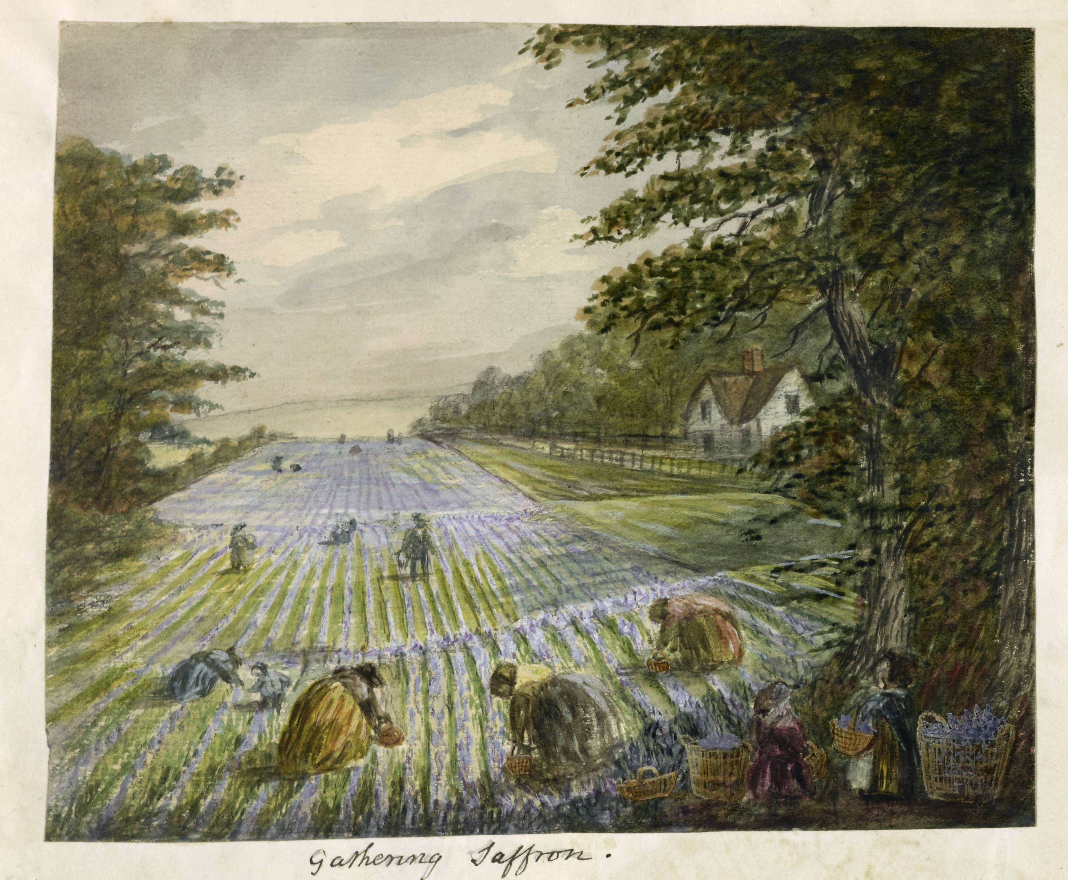 A watercolour painting showing women and children gathering purple crocus flowers in a field. A house sits to the left, framed by trees.