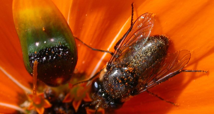 Fly (right) alongside fake lady fly (left) for comparison.
