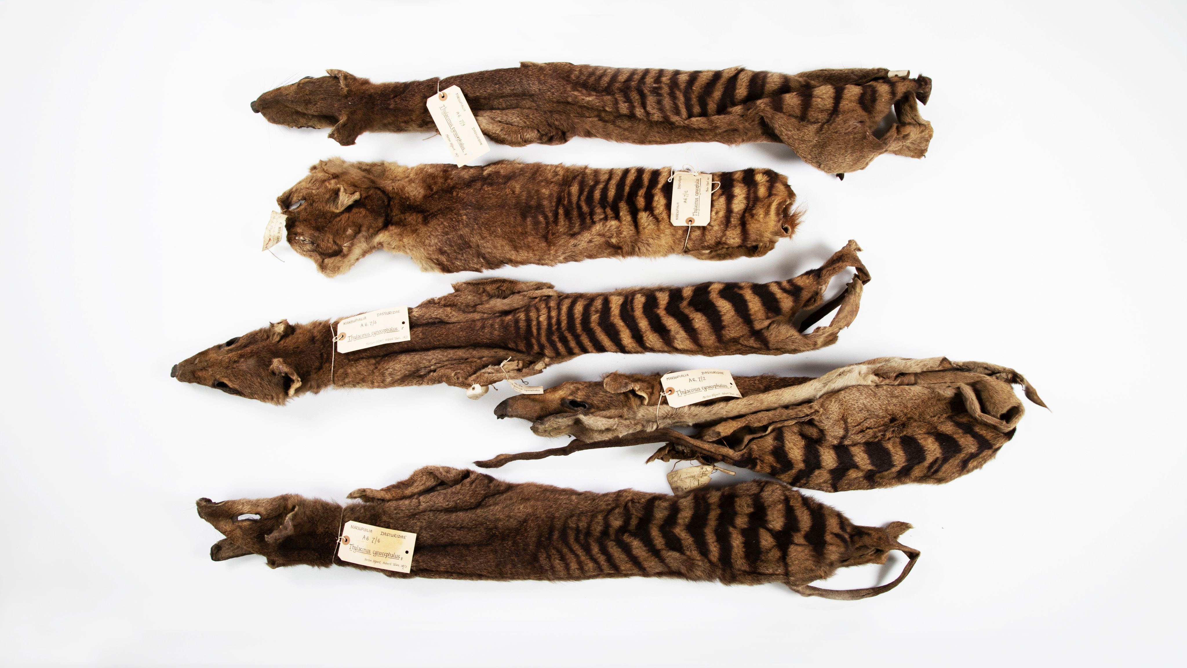 The five thylacine skins Morton Allport sent to the University Museum of Zoology, Cambridge, in 1869 and 1871