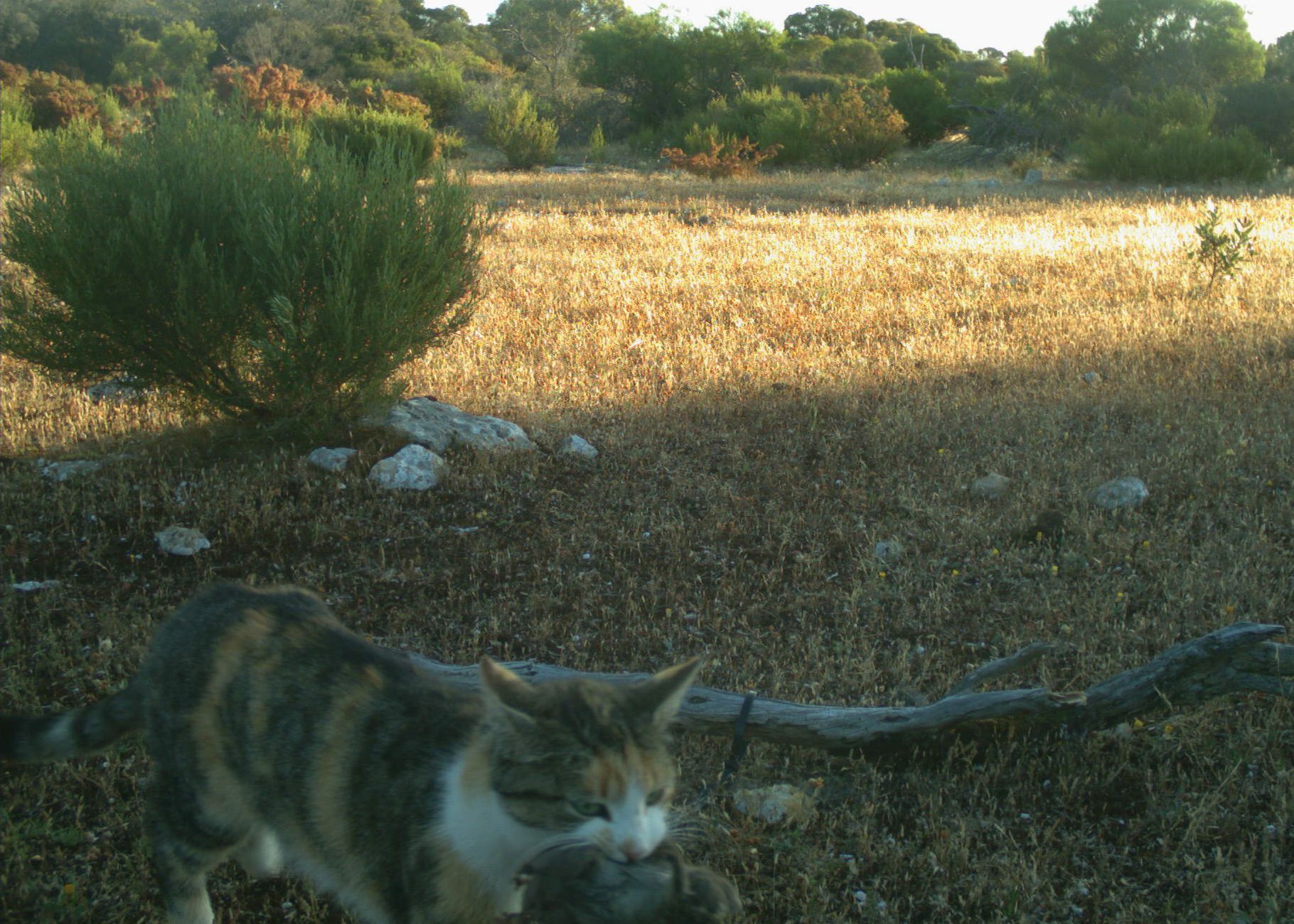 Camera trap image of feral cat scavenging a rat carcass.