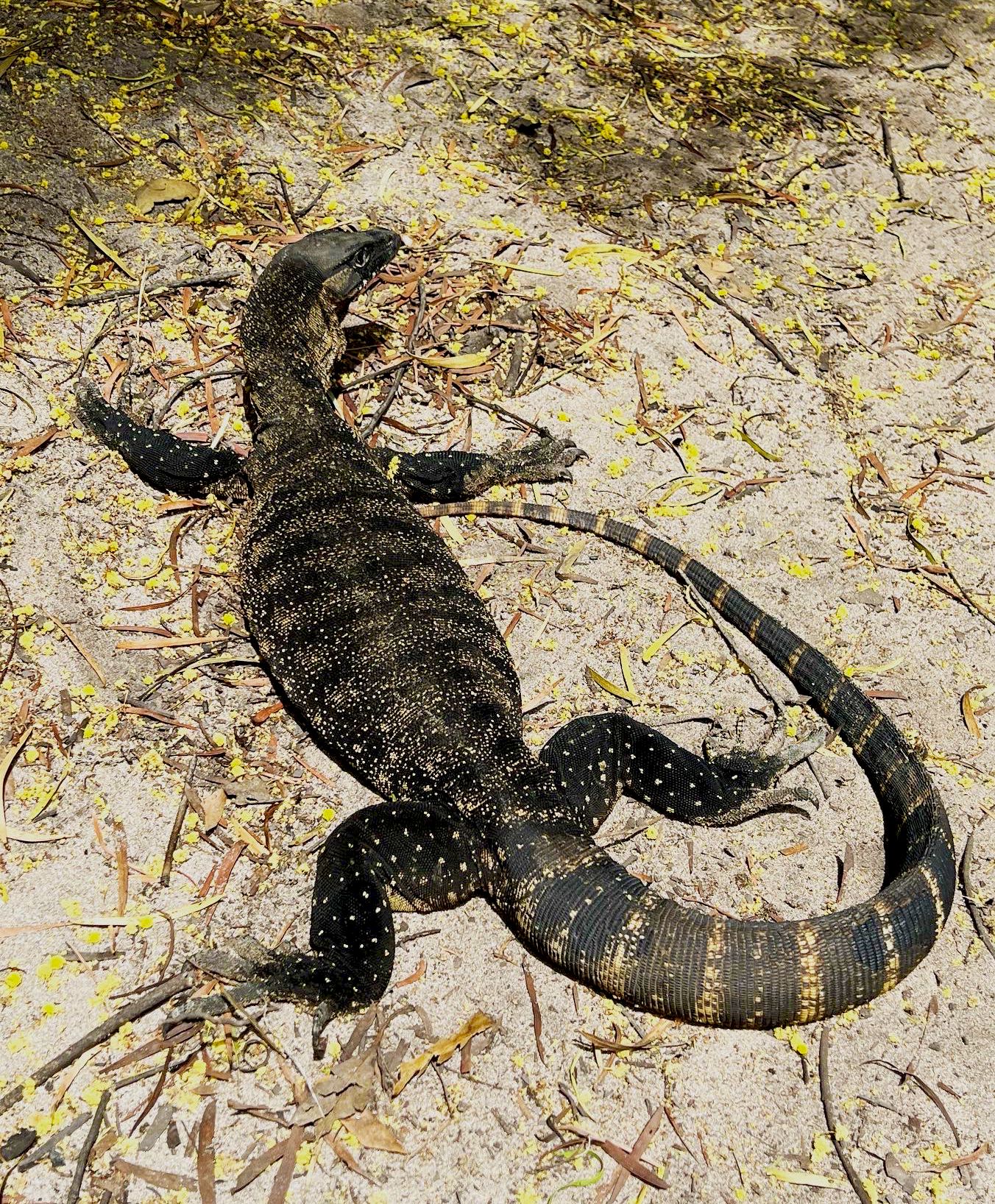 Heath goanna (Varanus rosenbergi).