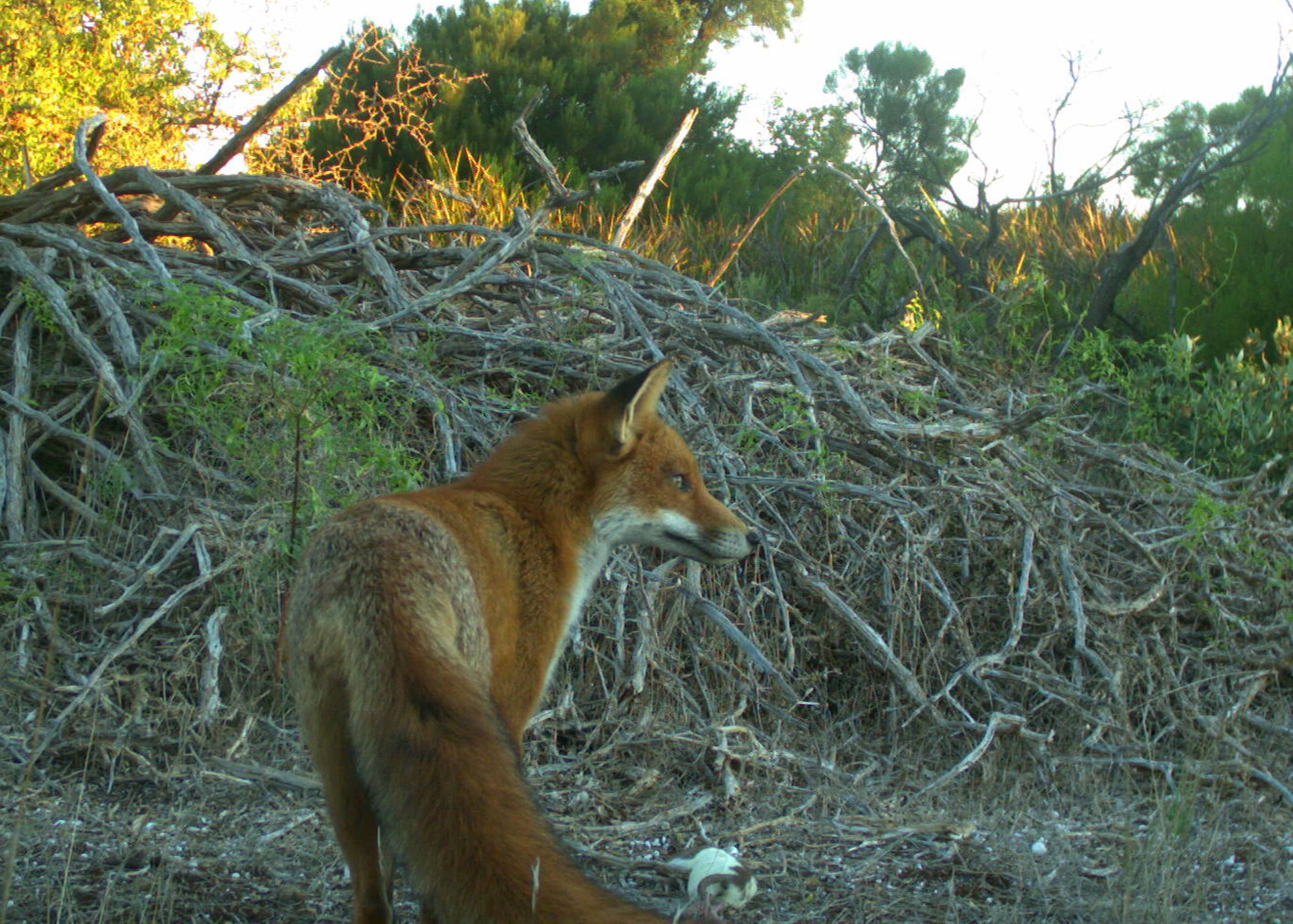 Camera trap image of European Red Fox scavenging a rat carcass. 