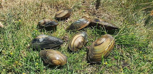 Mussels