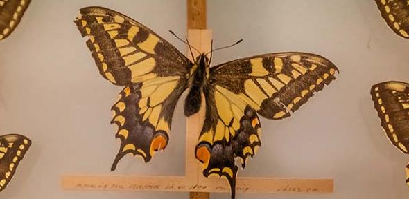 A butterfly behind glass