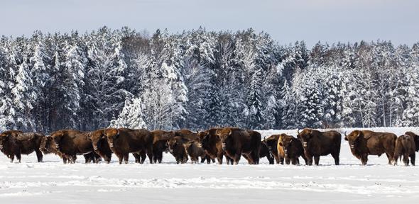 Herd of European bison in the snow