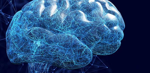 Illustration of human brain