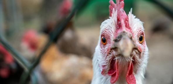Chicken