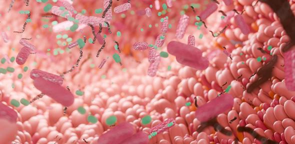 Human intestine with microbiome