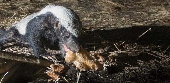 Honey badger eating honeycomb