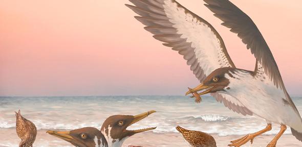 Janavis finalidens, the last known toothed bird.