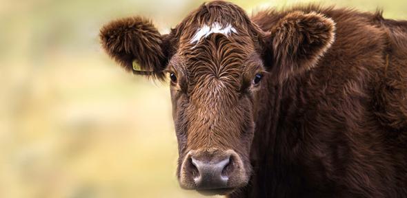 Cow on moorland.