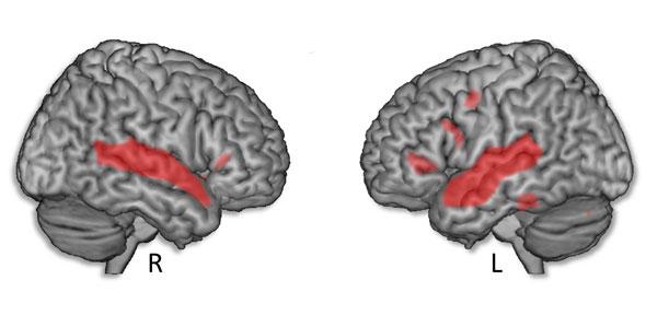 Areas highlighted in red on the right and left brain hemispheres show the frontal and temporal brain networks involved in the processing of linguistic information in intonation