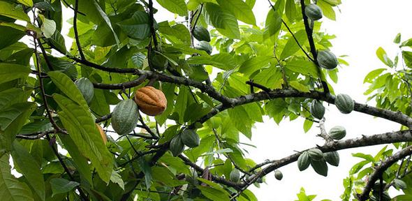 cacao fruits
