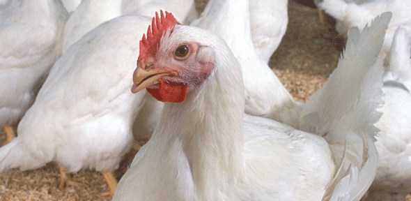 Broiler chickens