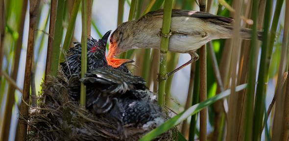 A reed warbler feeds a cuckoo fledgling