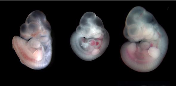 Mouse embryos half-way through gestation (embryonic day 10.5). From left to right: normal size, growth restricted and growth enhanced.