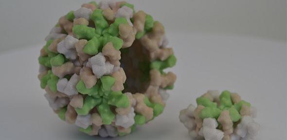 Norovirus