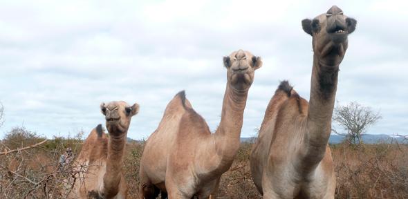 Camel farming