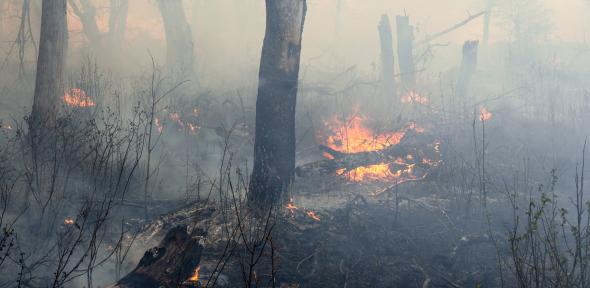 Fire in oak savannah