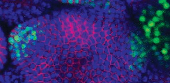 Live imaging of the growing tips of plants
