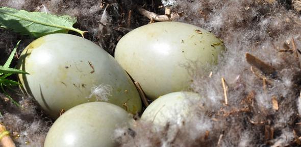nest