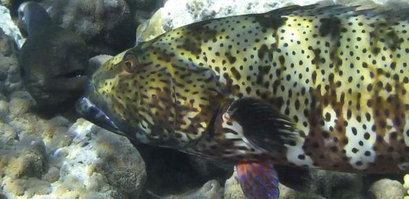 Grouper and moray.