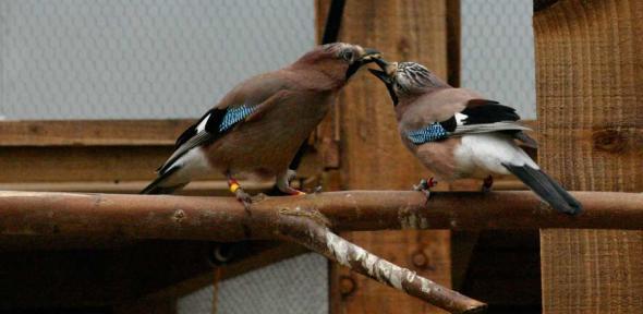 Eurasian Jay mating pair engaged in food-sharing