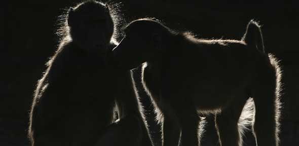 Social learning in baboons
