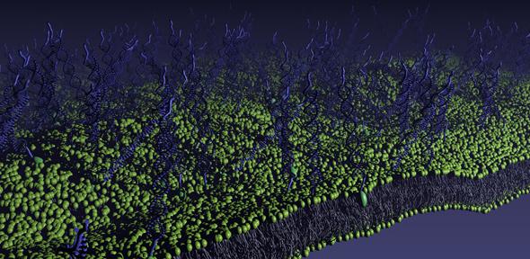 A lipid membrane functionalised with DNA-linkers