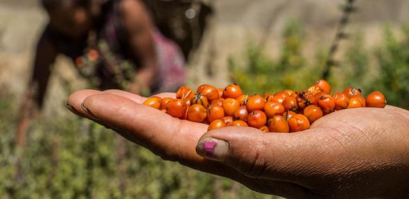 High Mountain Agribusiness and Livelihood Improvement Project in Nepal