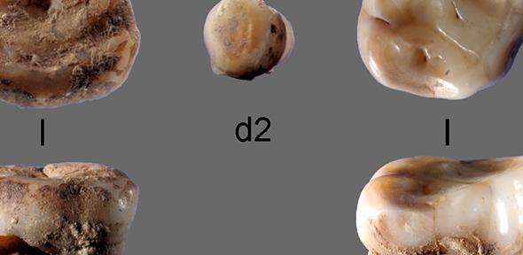 The two 31,000-year-old milk teeth found at the Yana Rhinoceros Horn Site in Russia which led to the discovery of a new group of ancient Siberians