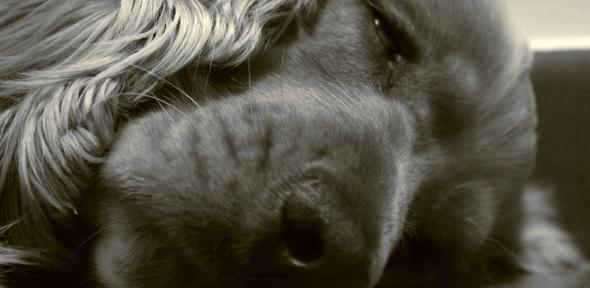 Non svegliare il can che dorme