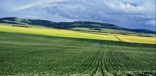 Agriculture