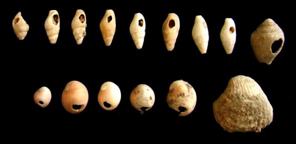 Kharaneh shells